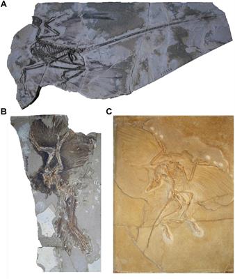 Paravian Phylogeny and the Dinosaur-Bird Transition: An Overview